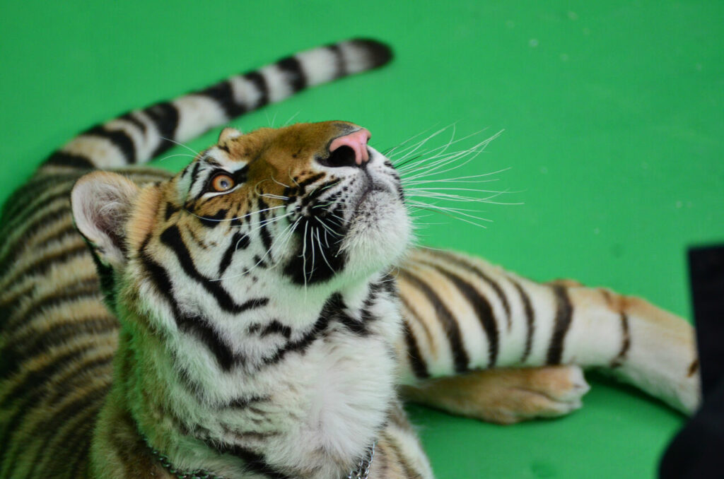 BOSCH Messehighlight in AR - Behind the Scenes mit einem Tiger vor Greenscreen